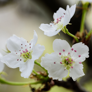 攵女h圆房～h嗯啊乱
